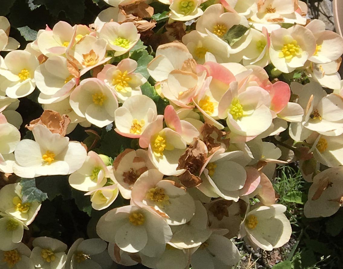 B. ‘Valentino White’